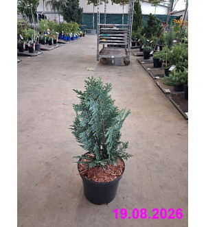 Chamaecyparis l. 'Columnaris' C 2,5 L
